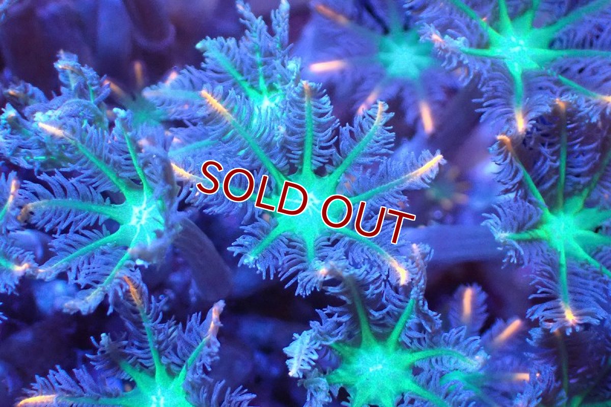 画像2: 【サンゴ】【通販】ブリードツツウミヅタ（オレンジライン）（個体販売）No.1（生体）（サンゴ） (2)