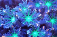 画像2: 【サンゴ】【通販】ブリードツツウミヅタ（オレンジライン）（個体販売）No.1（生体）（サンゴ） (2)