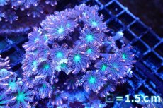 画像1: 【サンゴ】【通販】ブリードツツウミヅタ（オレンジライン）（個体販売）No.2（生体）（サンゴ） (1)