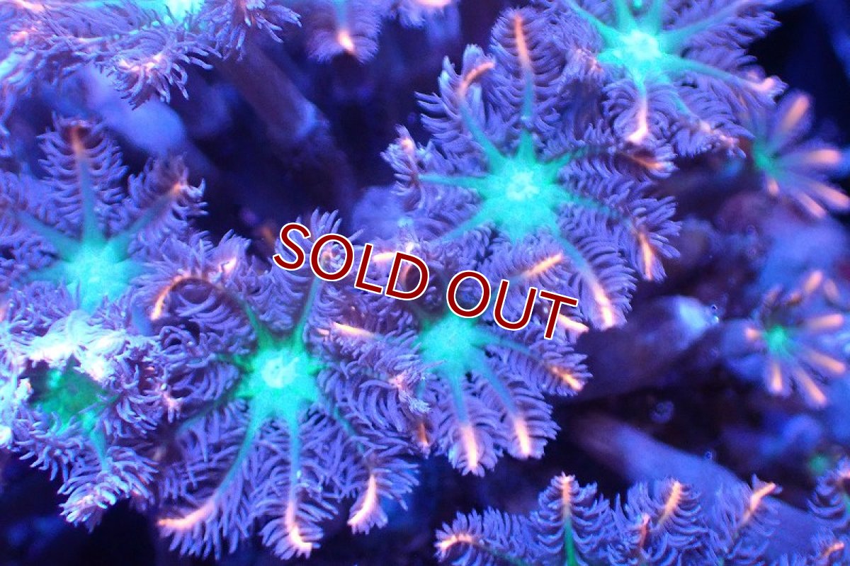 画像2: 【サンゴ】【通販】ブリードツツウミヅタ（オレンジライン）（個体販売）No.2（生体）（サンゴ） (2)