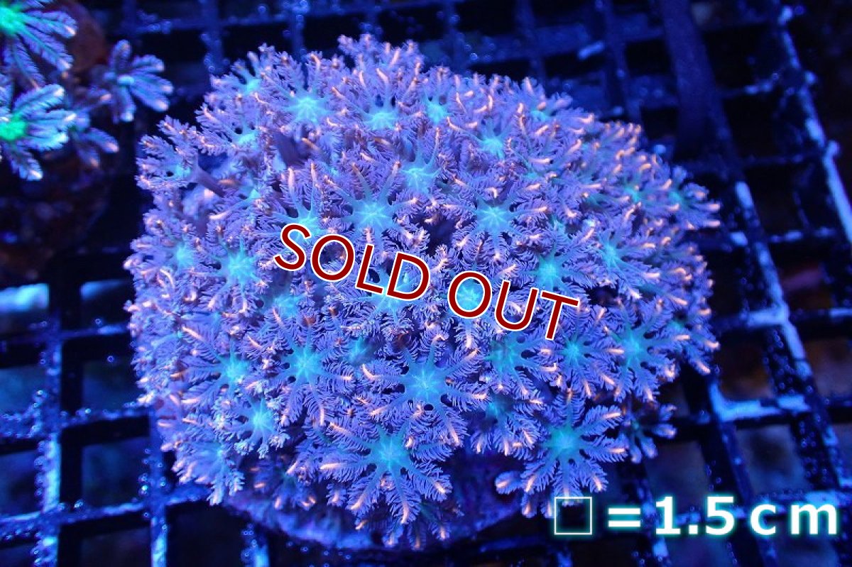 画像1: 【サンゴ】【通販】ブリードツツウミヅタ（オレンジライン）（個体販売）No.3（生体）（サンゴ） (1)