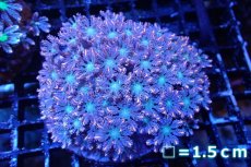 画像1: 【サンゴ】【通販】ブリードツツウミヅタ（オレンジライン）（個体販売）No.3（生体）（サンゴ） (1)