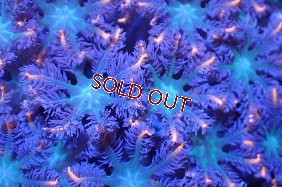 画像2: 【サンゴ】【通販】ブリードツツウミヅタ（オレンジライン）（個体販売）No.3（生体）（サンゴ） (2)