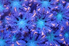 画像2: 【サンゴ】【通販】ブリードツツウミヅタ（オレンジライン）（個体販売）No.3（生体）（サンゴ） (2)