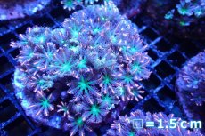 画像1: 【サンゴ】【通販】ブリードツツウミヅタ（オレンジライン）（個体販売）No.4（生体）（サンゴ） (1)