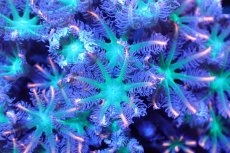 画像2: 【サンゴ】【通販】ブリードツツウミヅタ（オレンジライン）（個体販売）No.4（生体）（サンゴ） (2)