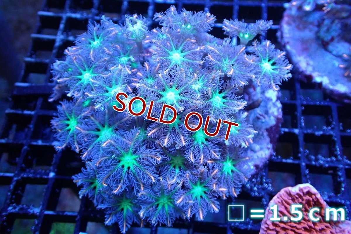 画像1: 【サンゴ】【通販】ブリードツツウミヅタ（オレンジライン）（個体販売）No.5（生体）（サンゴ） (1)