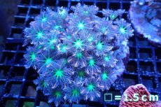 画像1: 【サンゴ】【通販】ブリードツツウミヅタ（オレンジライン）（個体販売）No.5（生体）（サンゴ） (1)