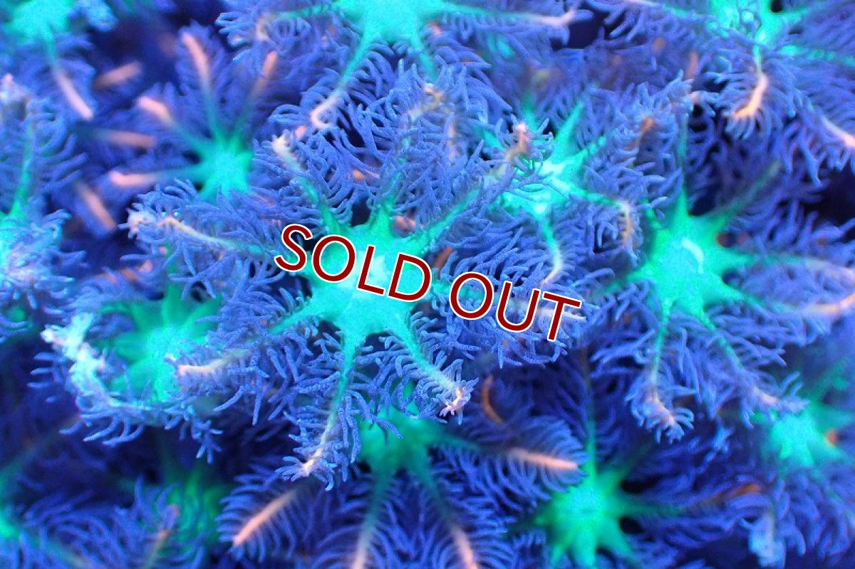 画像2: 【サンゴ】【通販】ブリードツツウミヅタ（オレンジライン）（個体販売）No.5（生体）（サンゴ） (2)