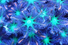 画像2: 【サンゴ】【通販】ブリードツツウミヅタ（オレンジライン）（個体販売）No.5（生体）（サンゴ） (2)