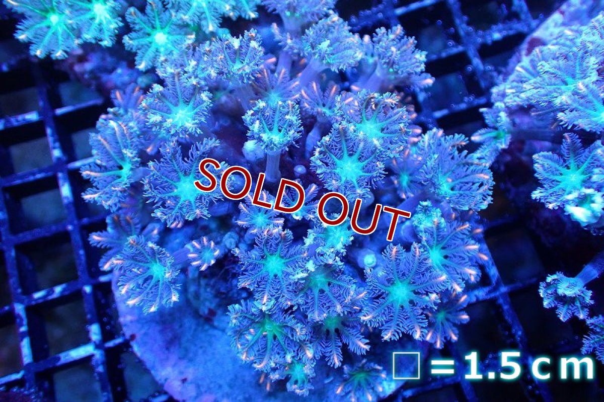 画像1: 【サンゴまとめ買い割引き10％〜20%OFF対象商品】 【サンゴ】【通販】ブリードツツウミヅタ（オレンジライン）（個体販売）No.6（生体）（サンゴ） (1)