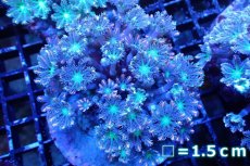 画像1: 【サンゴ】【通販】ブリードツツウミヅタ（オレンジライン）（個体販売）No.6（生体）（サンゴ） (1)