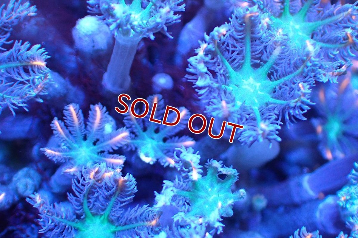 画像2: 【サンゴまとめ買い割引き10％〜20%OFF対象商品】 【サンゴ】【通販】ブリードツツウミヅタ（オレンジライン）（個体販売）No.6（生体）（サンゴ） (2)