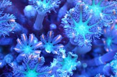 画像2: 【サンゴ】【通販】ブリードツツウミヅタ（オレンジライン）（個体販売）No.6（生体）（サンゴ） (2)