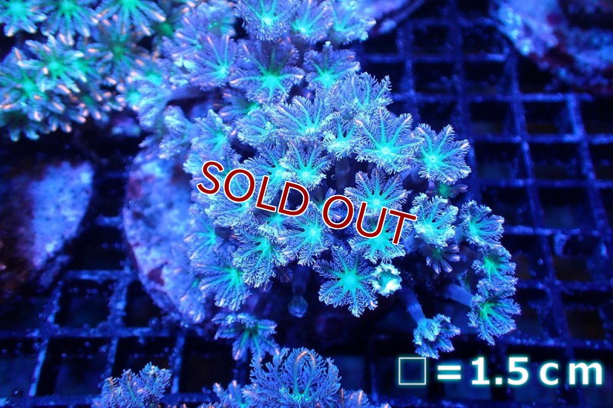 画像1: 【サンゴ】【通販】ブリードツツウミヅタ（オレンジライン）（個体販売）No.7（生体）（サンゴ） (1)