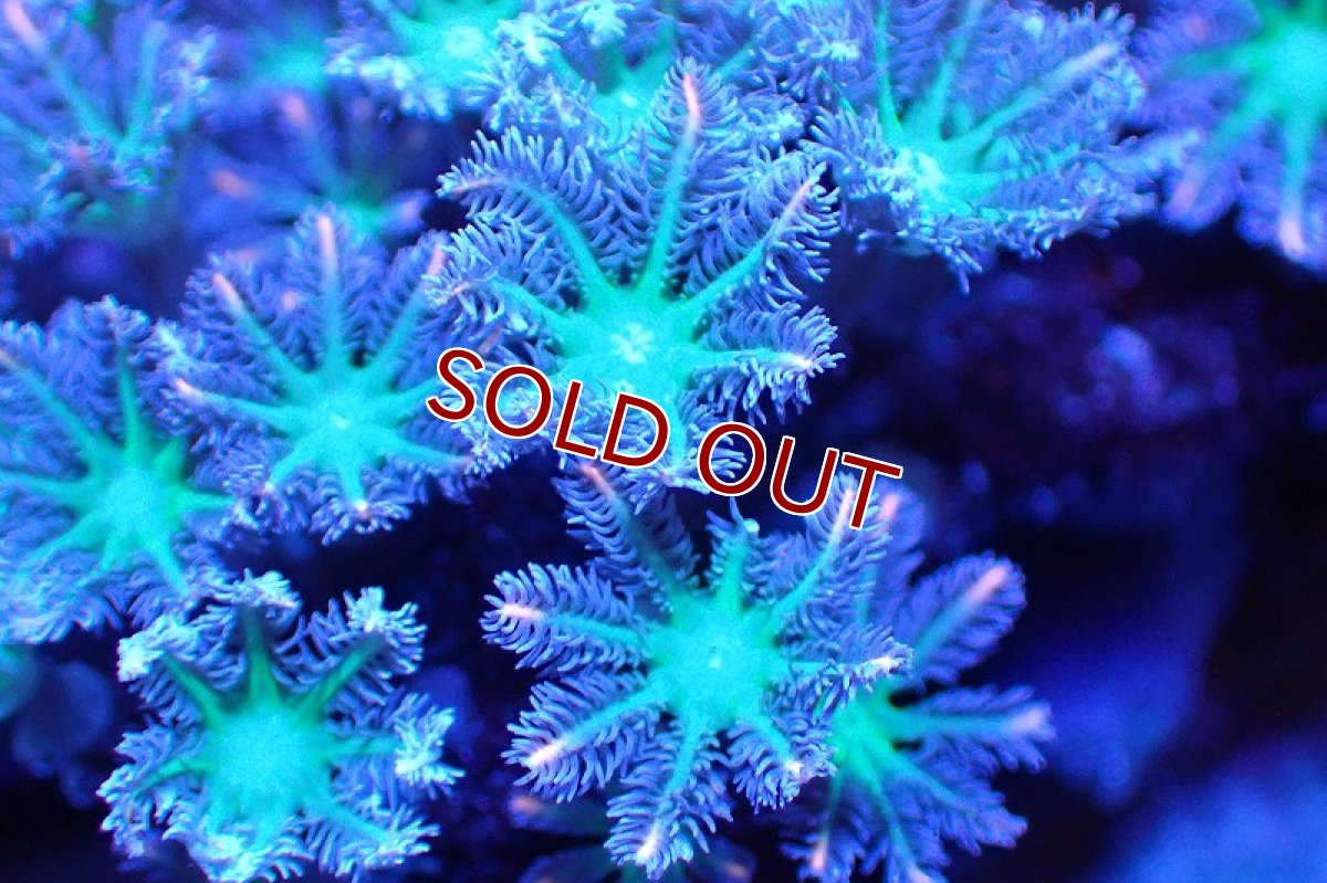 画像2: 【サンゴ】【通販】ブリードツツウミヅタ（オレンジライン）（個体販売）No.7（生体）（サンゴ） (2)