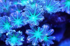 画像2: 【サンゴ】【通販】ブリードツツウミヅタ（オレンジライン）（個体販売）No.7（生体）（サンゴ） (2)