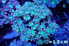 画像1: 【サンゴ】【通販】ブリードツツウミヅタ（オレンジライン）（個体販売）No.8（生体）（サンゴ） (1)