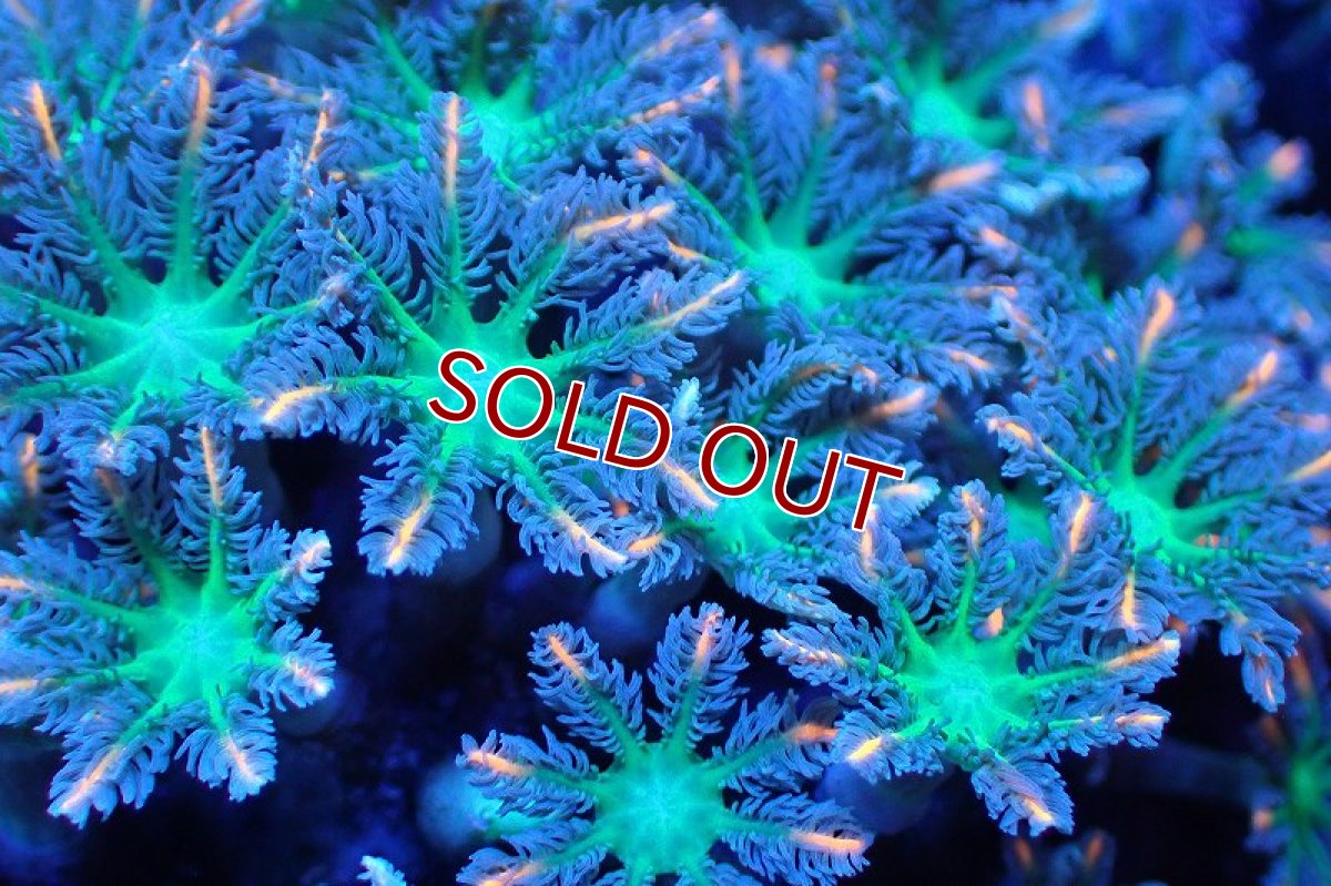 画像2: 【サンゴ】【通販】ブリードツツウミヅタ（オレンジライン）（個体販売）No.8（生体）（サンゴ） (2)