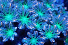 画像2: 【サンゴ】【通販】ブリードツツウミヅタ（オレンジライン）（個体販売）No.8（生体）（サンゴ） (2)