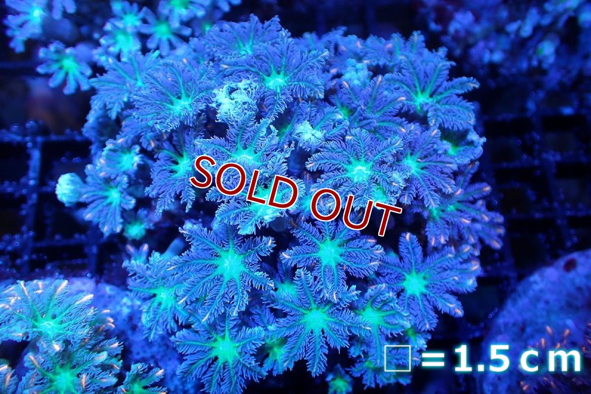 画像1: 【サンゴまとめ買い割引き10％〜20%OFF対象商品】 【サンゴ】【通販】ブリードツツウミヅタ（オレンジライン）（個体販売）No.9（生体）（サンゴ） (1)