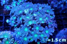 画像1: 【サンゴまとめ買い割引き10％〜20%OFF対象商品】 【サンゴ】【通販】ブリードツツウミヅタ（オレンジライン）（個体販売）No.9（生体）（サンゴ） (1)