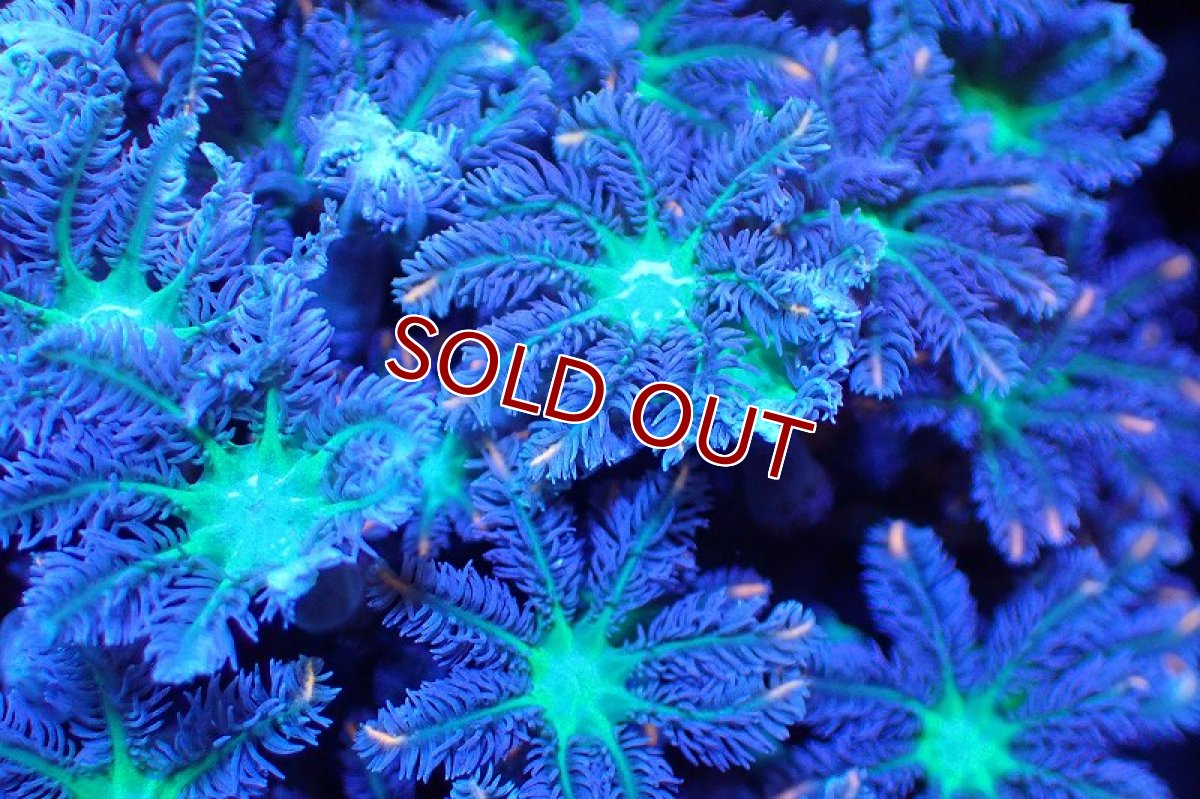 画像2: 【サンゴまとめ買い割引き10％〜20%OFF対象商品】 【サンゴ】【通販】ブリードツツウミヅタ（オレンジライン）（個体販売）No.9（生体）（サンゴ） (2)