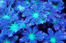 画像2: 【サンゴまとめ買い割引き10％〜20%OFF対象商品】 【サンゴ】【通販】ブリードツツウミヅタ（オレンジライン）（個体販売）No.9（生体）（サンゴ） (2)