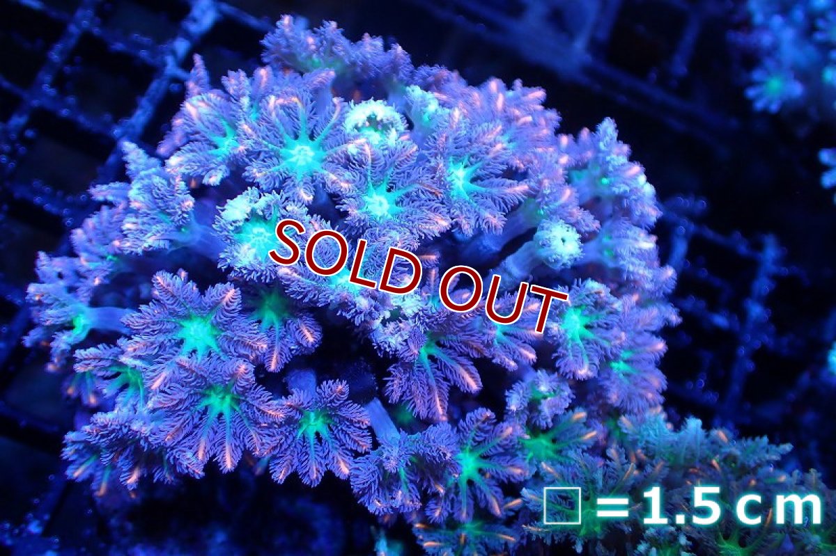 画像1: 【サンゴまとめ買い割引き10％〜20%OFF対象商品】 【サンゴ】【通販】ブリードツツウミヅタ（オレンジライン）（個体販売）No.10（生体）（サンゴ） (1)