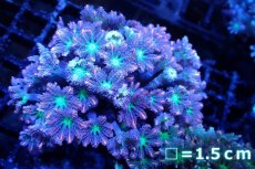 画像1: 【サンゴ】【通販】ブリードツツウミヅタ（オレンジライン）（個体販売）No.10（生体）（サンゴ） (1)