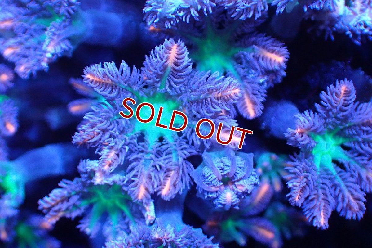 画像2: 【サンゴまとめ買い割引き10％〜20%OFF対象商品】 【サンゴ】【通販】ブリードツツウミヅタ（オレンジライン）（個体販売）No.10（生体）（サンゴ） (2)