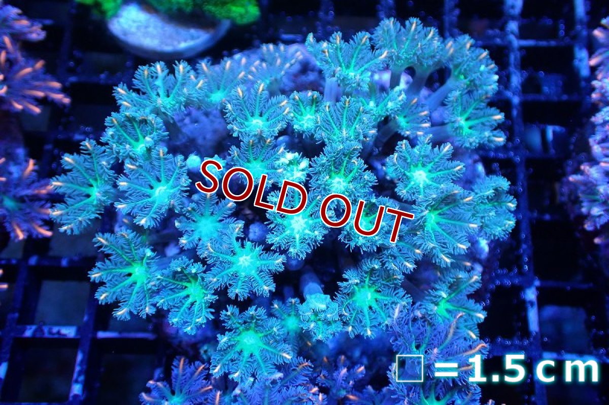 画像1: 【サンゴ】【通販】ブリードツツウミヅタ（オレンジライン）（個体販売）No.11（生体）（サンゴ） (1)