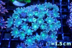 画像1: 【サンゴ】【通販】ブリードツツウミヅタ（オレンジライン）（個体販売）No.11（生体）（サンゴ） (1)