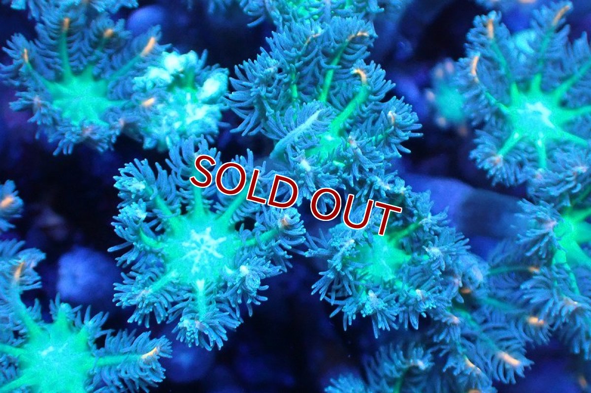 画像2: 【サンゴ】【通販】ブリードツツウミヅタ（オレンジライン）（個体販売）No.11（生体）（サンゴ） (2)