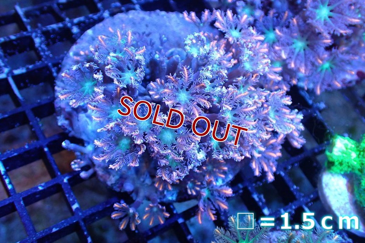 画像1: 【サンゴまとめ買い割引き10％〜20%OFF対象商品】 【サンゴ】【通販】ブリードツツウミヅタ（オレンジライン）（個体販売）No.12（生体）（サンゴ） (1)