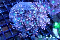 画像1: 【サンゴ】【通販】ブリードツツウミヅタ（オレンジライン）（個体販売）No.12（生体）（サンゴ） (1)