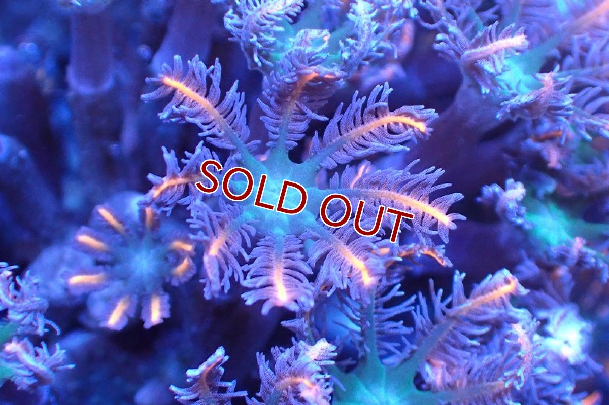 画像2: 【サンゴまとめ買い割引き10％〜20%OFF対象商品】 【サンゴ】【通販】ブリードツツウミヅタ（オレンジライン）（個体販売）No.12（生体）（サンゴ） (2)
