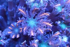 画像2: 【サンゴ】【通販】ブリードツツウミヅタ（オレンジライン）（個体販売）No.12（生体）（サンゴ） (2)