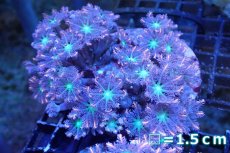 画像1: 【サンゴ】【通販】ブリードツツウミヅタ（オレンジライン）（個体販売）No.13（生体）（サンゴ） (1)