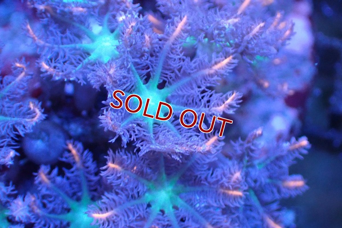 画像2: 【サンゴ】【通販】ブリードツツウミヅタ（オレンジライン）（個体販売）No.13（生体）（サンゴ） (2)