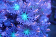 画像2: 【サンゴ】【通販】ブリードツツウミヅタ（オレンジライン）（個体販売）No.13（生体）（サンゴ） (2)