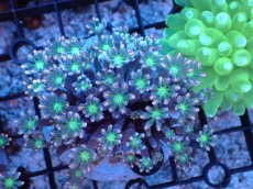 画像1: 【サンゴまとめ買い割引き10％〜20%OFF対象商品】 【サンゴ】【通販】ブリードツツウミヅタ（オレンジライン）（個体販売）（±8-9cm)No.1（生体）（サンゴ） (1)