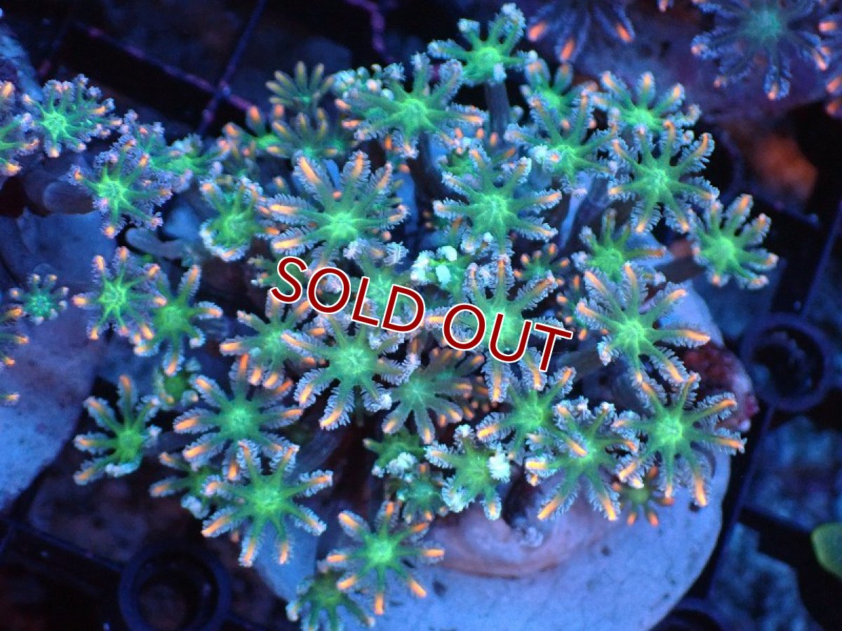 画像1: 【サンゴ】【通販】ブリードツツウミヅタ（オレンジライン）（個体販売）（±8-9cm)No.2（生体）（サンゴ） (1)