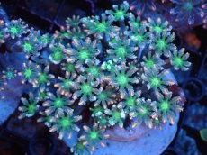 画像1: 【サンゴまとめ買い割引き10％〜20%OFF対象商品】 【サンゴ】【通販】ブリードツツウミヅタ（オレンジライン）（個体販売）（±8-9cm)No.2（生体）（サンゴ） (1)