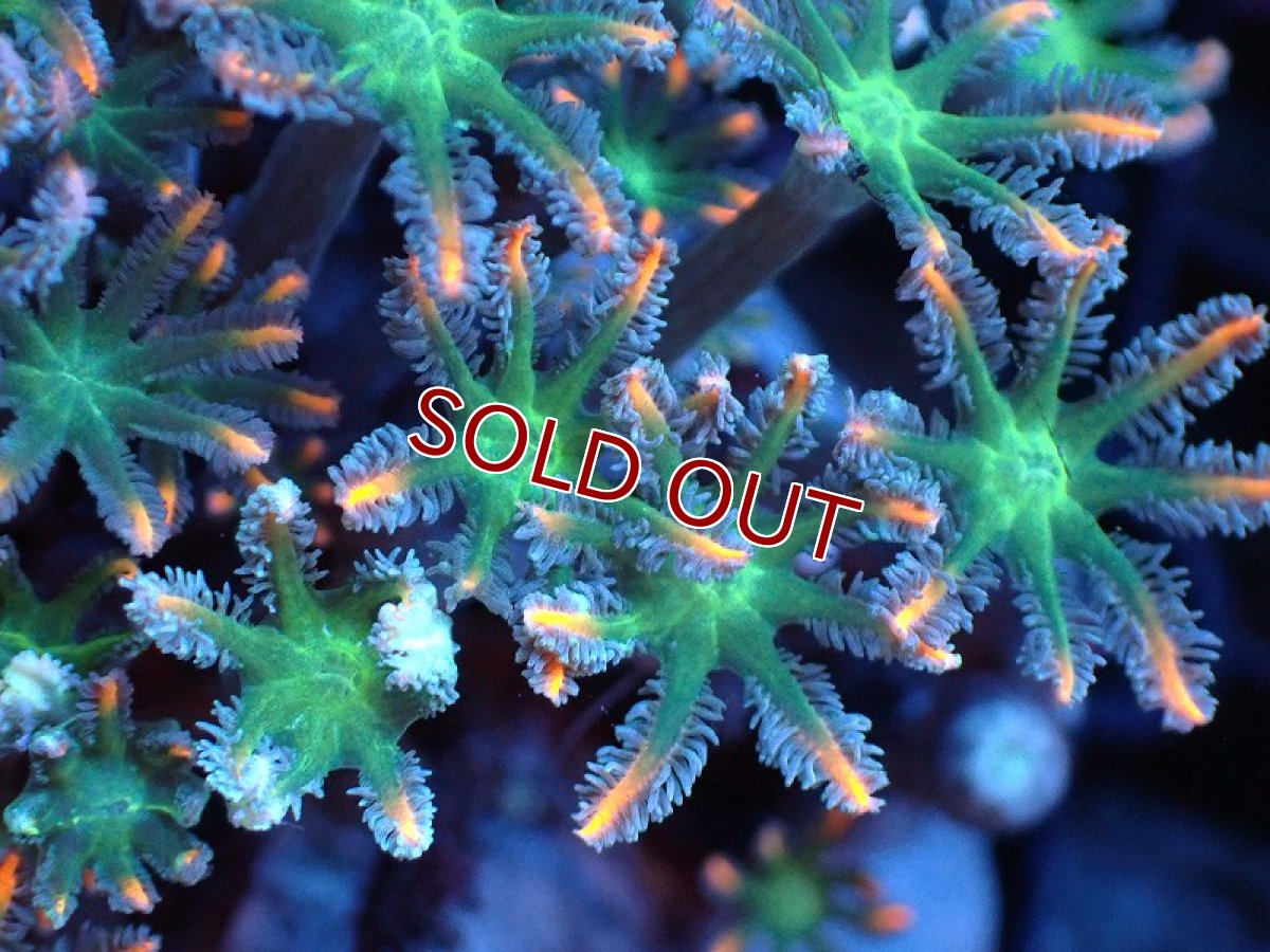 画像2: 【サンゴ】【通販】ブリードツツウミヅタ（オレンジライン）（個体販売）（±8-9cm)No.2（生体）（サンゴ） (2)