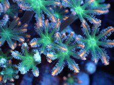 画像2: 【サンゴまとめ買い割引き10％〜20%OFF対象商品】 【サンゴ】【通販】ブリードツツウミヅタ（オレンジライン）（個体販売）（±8-9cm)No.2（生体）（サンゴ） (2)