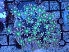 画像1: 【サンゴまとめ買い割引き10％〜20%OFF対象商品】 【サンゴ】【通販】ブリードツツウミヅタ（オレンジライン）（個体販売）（±8-9cm)No.3（生体）（サンゴ） (1)