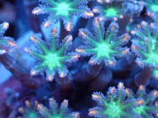 画像2: 【サンゴまとめ買い割引き10％〜20%OFF対象商品】 【サンゴ】【通販】ブリードツツウミヅタ（オレンジライン）（個体販売）（±8-9cm)No.3（生体）（サンゴ） (2)