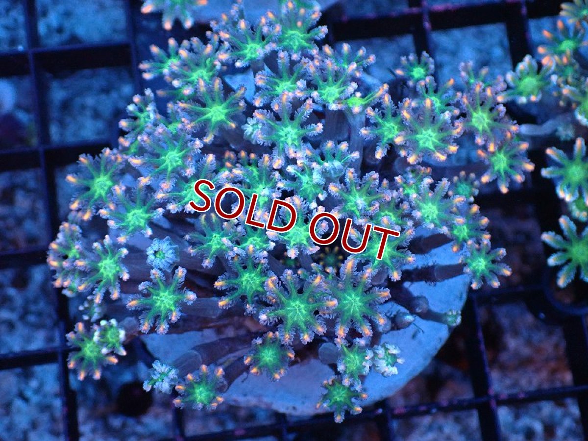 画像1: 【サンゴまとめ買い割り引き対象商品30周年セール】【サンゴ】【通販】ブリードツツウミヅタ（オレンジライン）（個体販売）（±8-9cm)No.4（生体）（サンゴ） (1)