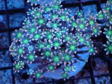 画像1: 【サンゴまとめ買い割引き10％〜20%OFF対象商品】 【サンゴ】【通販】ブリードツツウミヅタ（オレンジライン）（個体販売）（±8-9cm)No.4（生体）（サンゴ） (1)